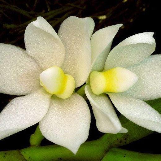 Thrixspermum calceolus Orchid: 3 Live Plants, Large White Flowers