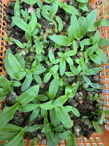 Miniature Porpax thaithongiae Orchid: Rare Thai Terrarium Orchid