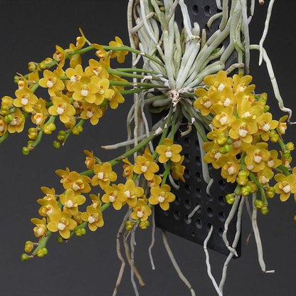 Chiloschista nakornpanomensis 1 Plant rare orchid species leafless |Asian ghost orchid,Fragrans