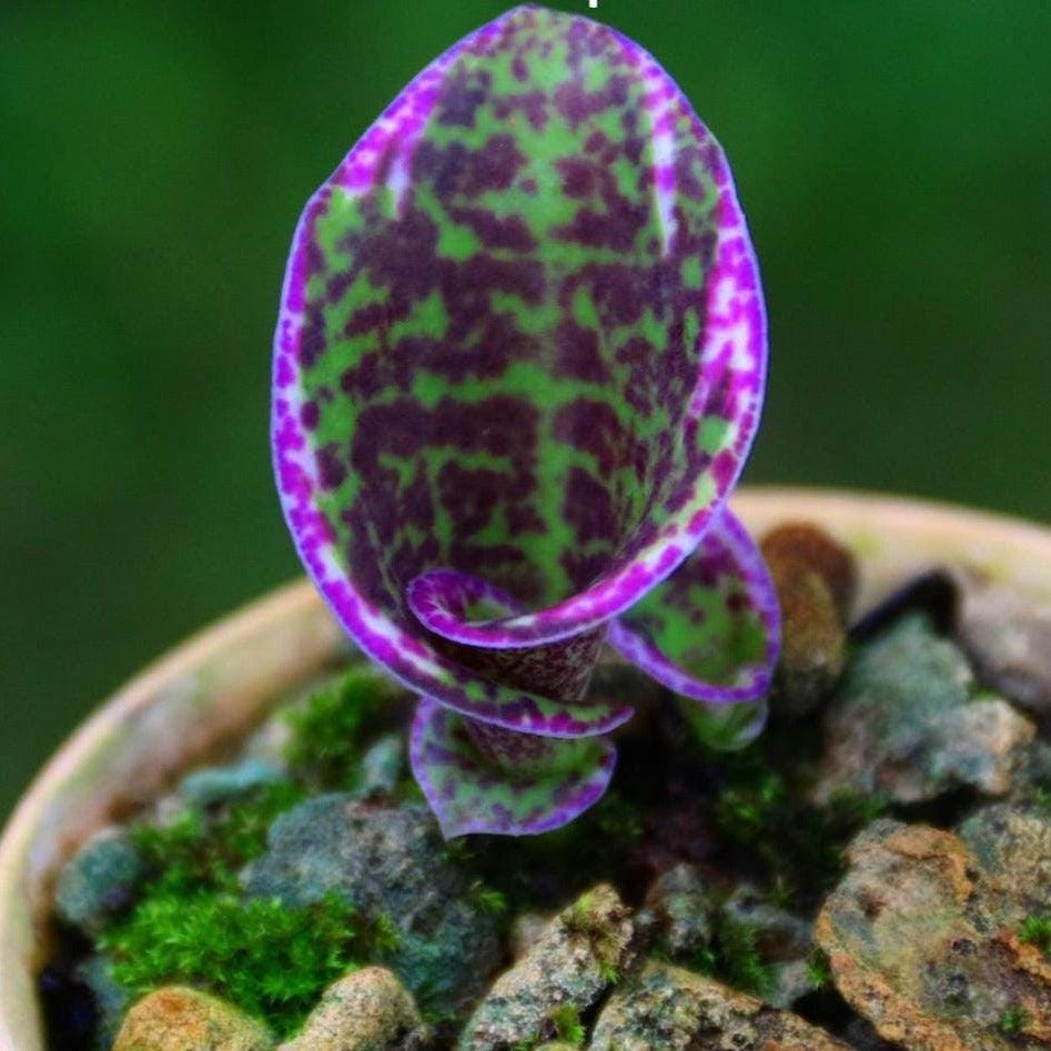 Sirindhornia monophylla (Jewel,Habenaria orchid) 1 tuber Terrestial orchid