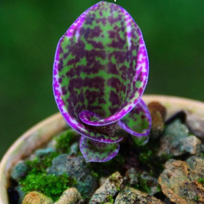 Sirindhornia monophylla (Jewel,Habenaria orchid) 1 tuber Terrestial orchid