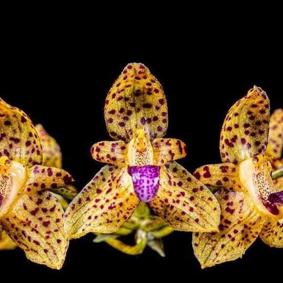 Bulbophyllum violaceolabellum 1 Plant bloom size , orchid for home & Garden collection