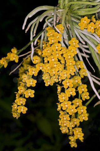 Chiloschista nakornpanomensis 1 Plant rare orchid species leafless |Asian ghost orchid,Fragrans