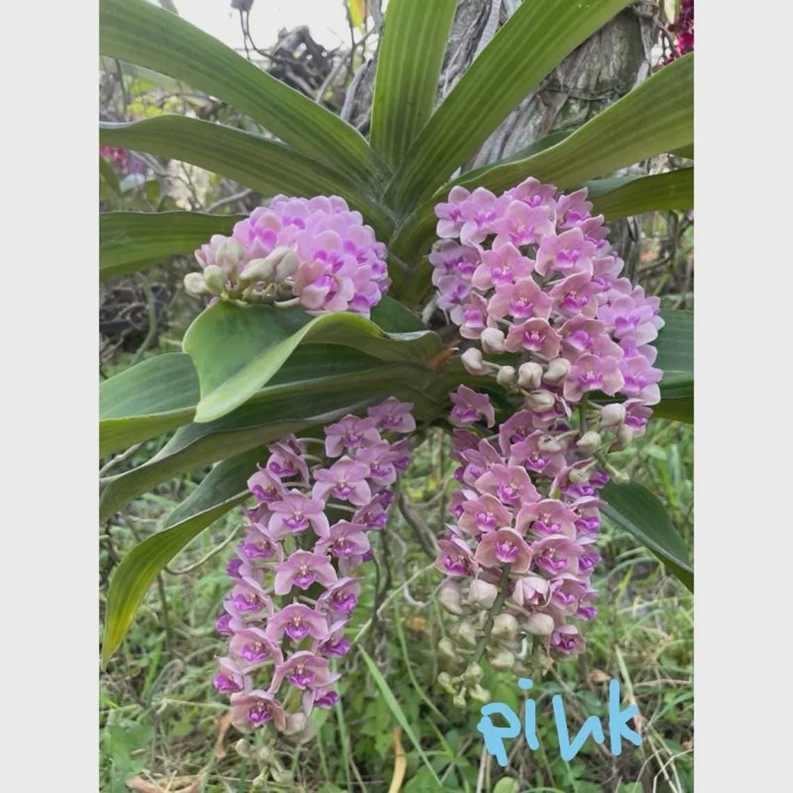 Rhynchostylis gigantea Pink 2 plant seedling size ,orchid vanda plant home garden foxtail orchid,Aerides