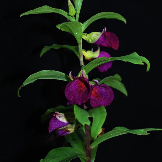 Brachycorythis Orchid Tuber: Terrestrial Ground Orchid