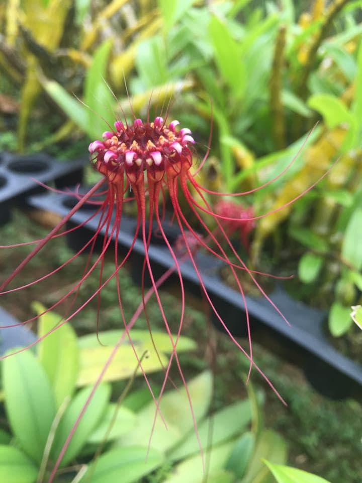 Orchid Bulbophyllum gracillimum 1 plant bloom size  orchid collection