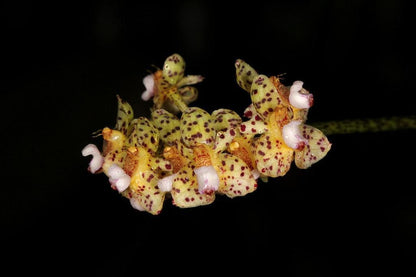 Bulbophyllum violaceolabellum 1 Plant bloom size , orchid for home & Garden collection