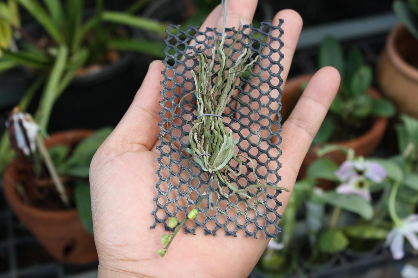 Chiloschista nakornpanomensis 1 Plant rare orchid species leafless |Asian ghost orchid,Fragrans