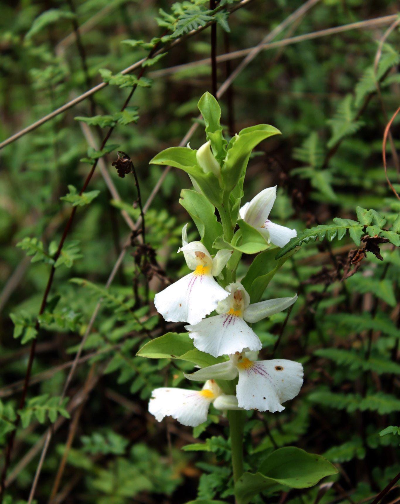 Brachycorythis Orchid Tuber: Terrestrial Ground Orchid