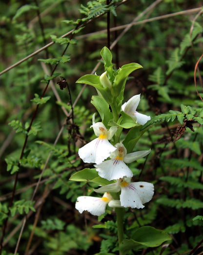 Brachycorythis Orchid Tuber: Terrestrial Ground Orchid