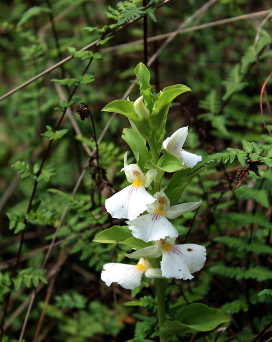 Brachycorythis Orchid Tuber: Terrestrial Ground Orchid