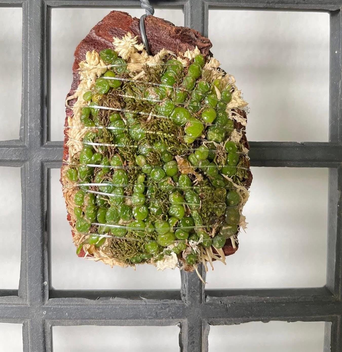 Orchid Bulbophyllum moniliforme (The Small Bulbophyllum) 1 plant orchid bulbophyllum