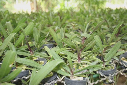 Rhynchostylis gigantea Pink 2 plant seedling size ,orchid vanda plant home garden foxtail orchid,Aerides