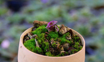 Sirindhornia monophylla (Jewel,Habenaria orchid) 1 tuber Terrestial orchid