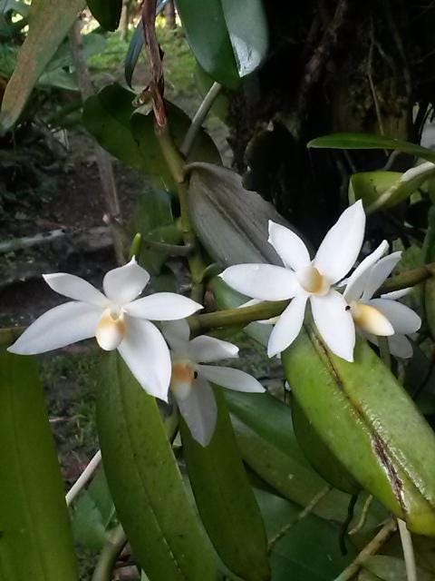 Thrixspermum calceolus Orchid: 3 Live Plants, Large White Flowers