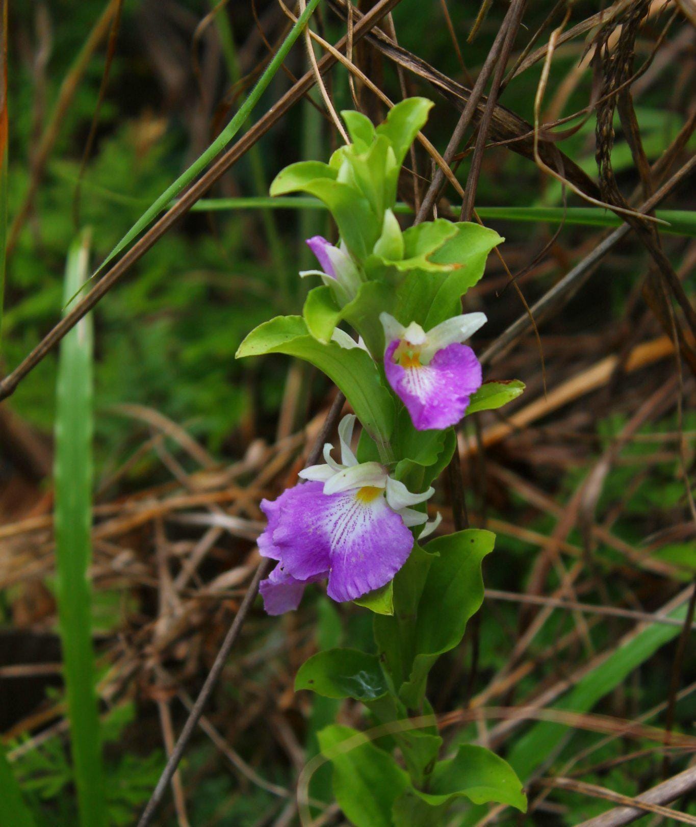 Brachycorythis Orchid Tuber: Terrestrial Ground Orchid