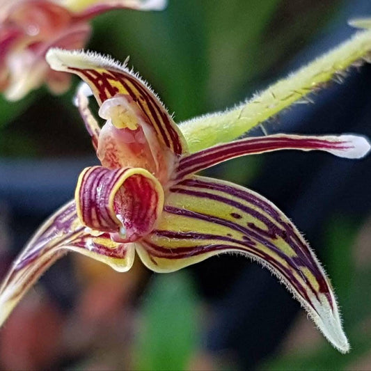 Jewel Orchid Eriodes barbata - Terrestrial Orchid, 2 Bulbs