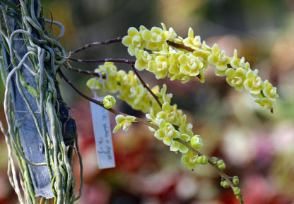 Orchid Chiloschista parishii 1 Plant orchid for home and garden,fragrant