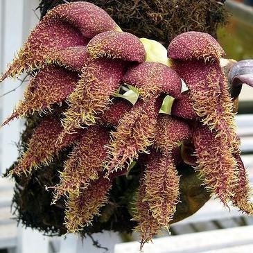 Bulbophyllum phalaenopsis (Papua New Guinea) 1 Plant bloom size , orchid for home & Garden collection