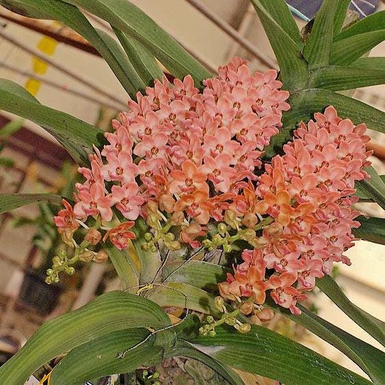 Rhynchostylis gigantea Peach 2 plant seedling size ,orchid vanda plant home garden foxtail orchid,Aerides