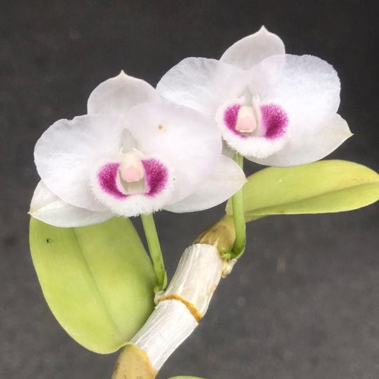 Fragrant Dendrobium parishii 'Summer Snow' Orchid - 1" Pot