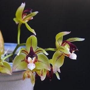 Thecopus maingayi 1 plant Orchidaceae Epiphytic orchid Mini Orchid Collection