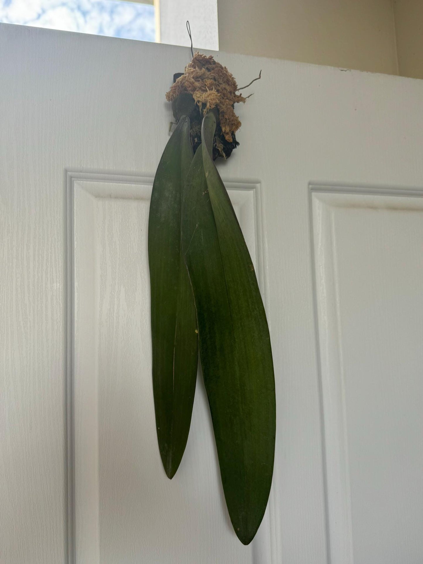 Bulbophyllum phalaenopsis (Papua New Guinea) 1 Plant bloom size , orchid for home & Garden collection