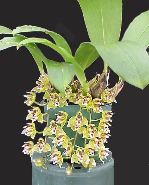 Thecopus maingayi 1 plant Orchidaceae Epiphytic orchid Mini Orchid Collection