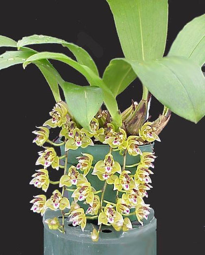 Thecopus maingayi 1 plant Orchidaceae Epiphytic orchid Mini Orchid Collection