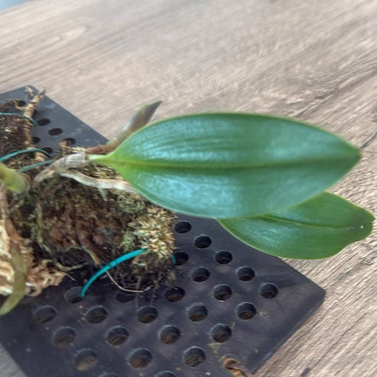 Orchid Bulbophyllum kubahense (Bulb.kubahense) 1 plant orchid collection