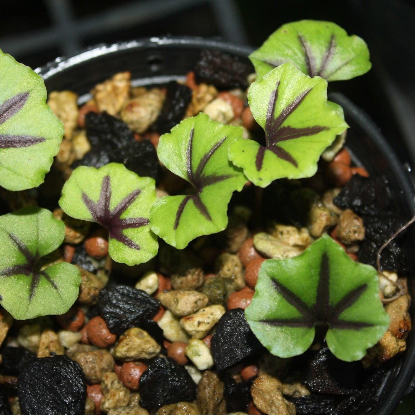 Nervilia infundibulifolia Orchid Bulbs: Jewel Orchid