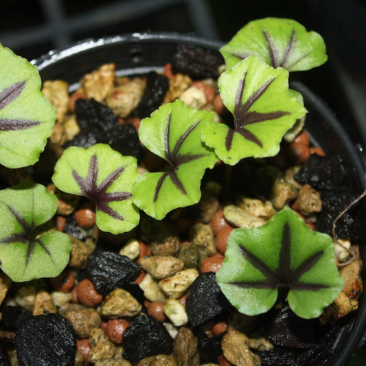 Nervilia infundibulifolia Orchid Bulbs: Jewel Orchid