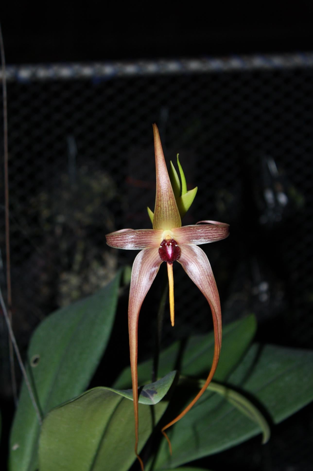 orchid Bulbophyllum echinolabium 1 plant orchid collection