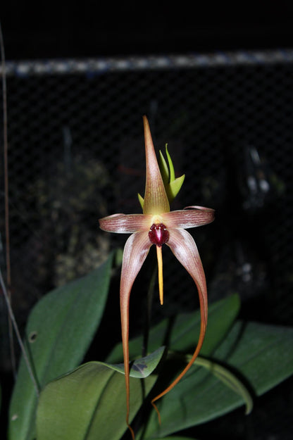 orchid Bulbophyllum echinolabium 1 plant orchid collection