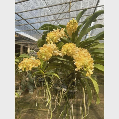 Yellow Foxtail Orchid (Rhynchostylis gigantea): Air Plant, 2 Seedlings