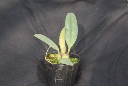 orchid Bulbophyllum echinolabium 1 plant orchid collection