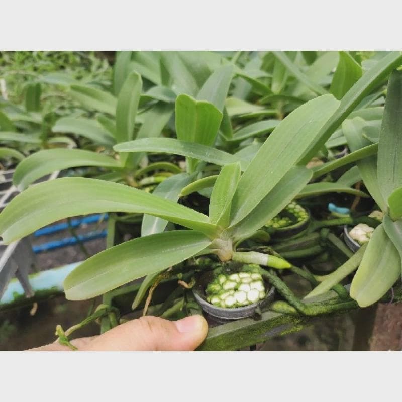 Yellow Foxtail Orchid (Rhynchostylis gigantea): Air Plant, 2 Seedlings