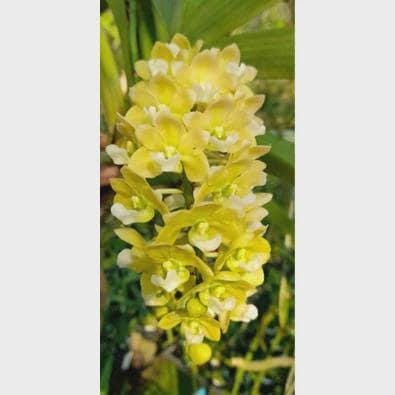 Yellow Foxtail Orchid (Rhynchostylis gigantea): Air Plant, 2 Seedlings