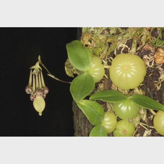 Orchid Bulbophyllum physometrum 1 plant orchid collection home garden decore