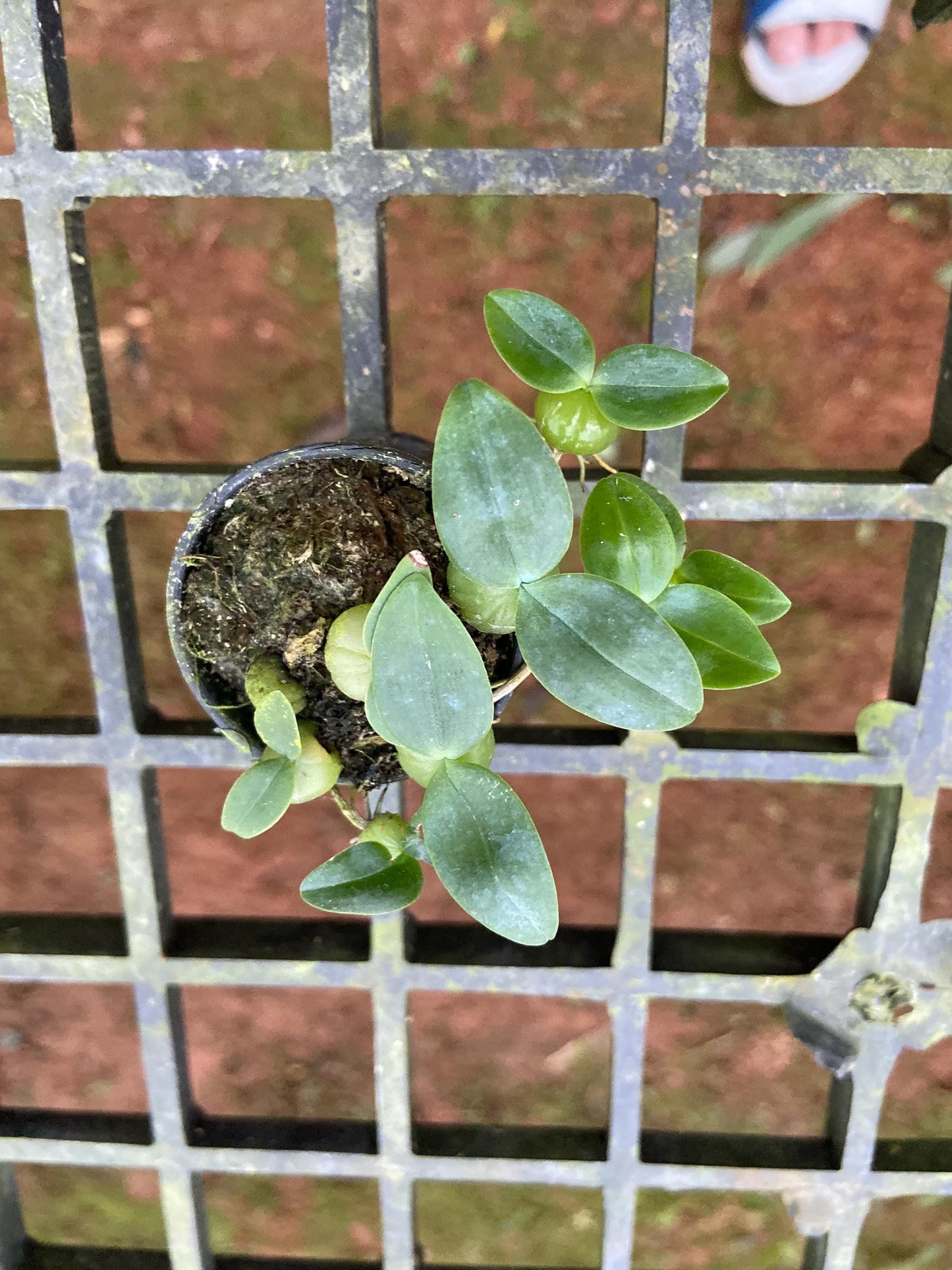 Orchid Bulbophyllum physometrum 1 plant orchid collection home garden decore