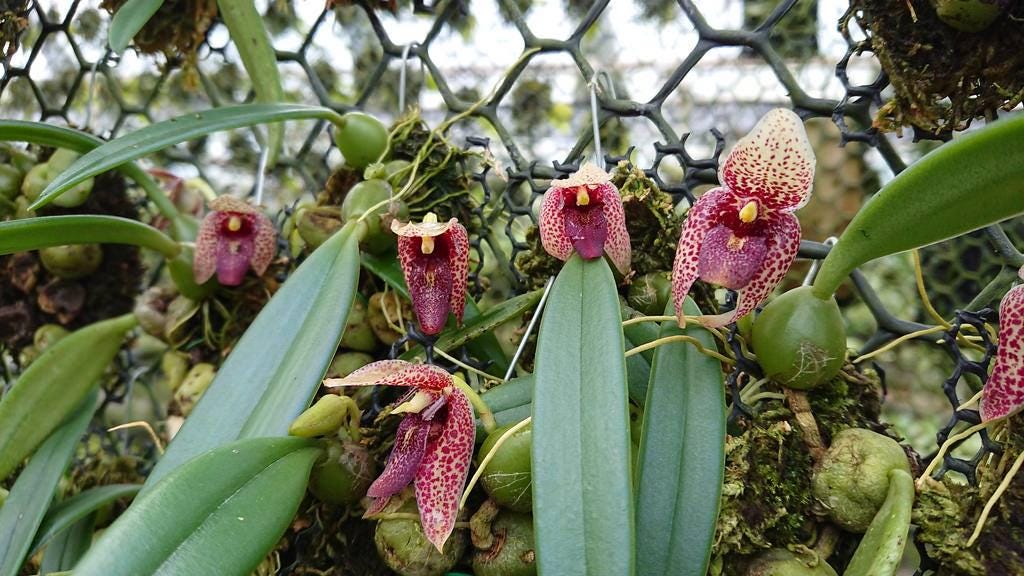 Orchid Trias disciflora 1 plant bulbophyllum orchid