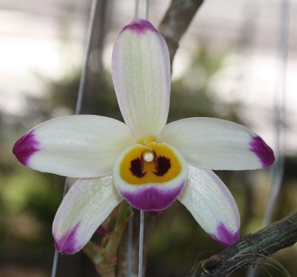 Dendrobium wardianum Orchid - Bloom Size - 1.5" Pot