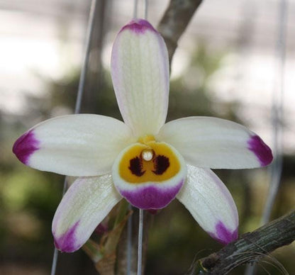 Dendrobium wardianum Orchid - Bloom Size - 1.5" Pot