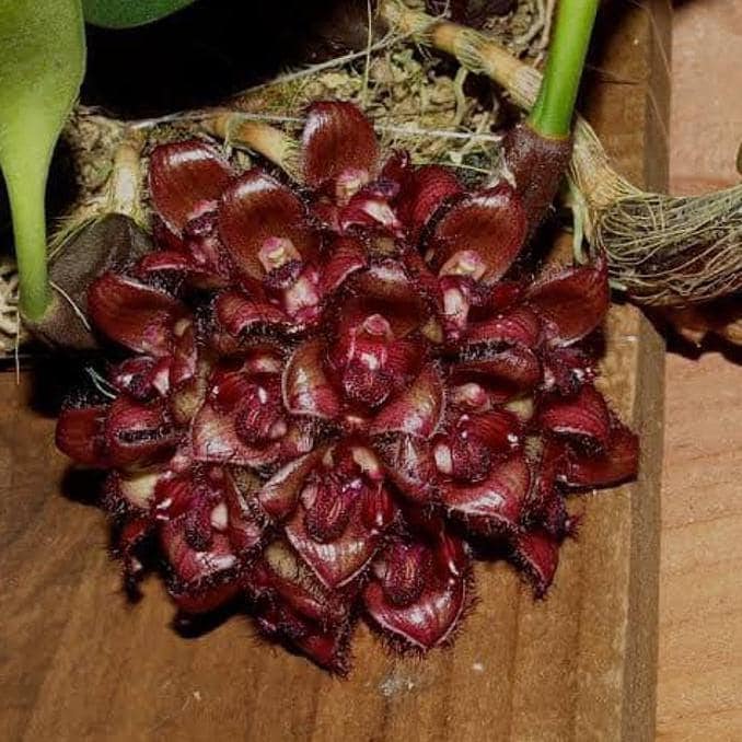 orchid Bulbophyllum sigaldiae (rare orchid) 1 plant bloom size