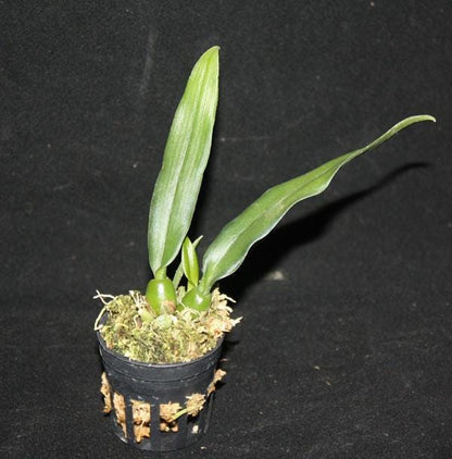 Orchid Trias disciflora 1 plant bulbophyllum orchid