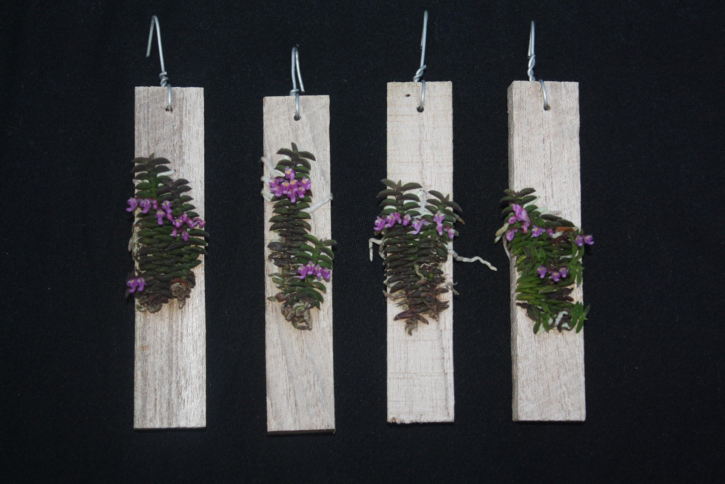 Schoenorchis scolopendria Orchid Plant - Mini Orchid Collection