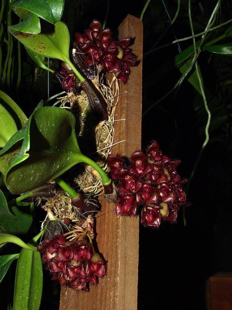 orchid Bulbophyllum sigaldiae (rare orchid) 1 plant bloom size