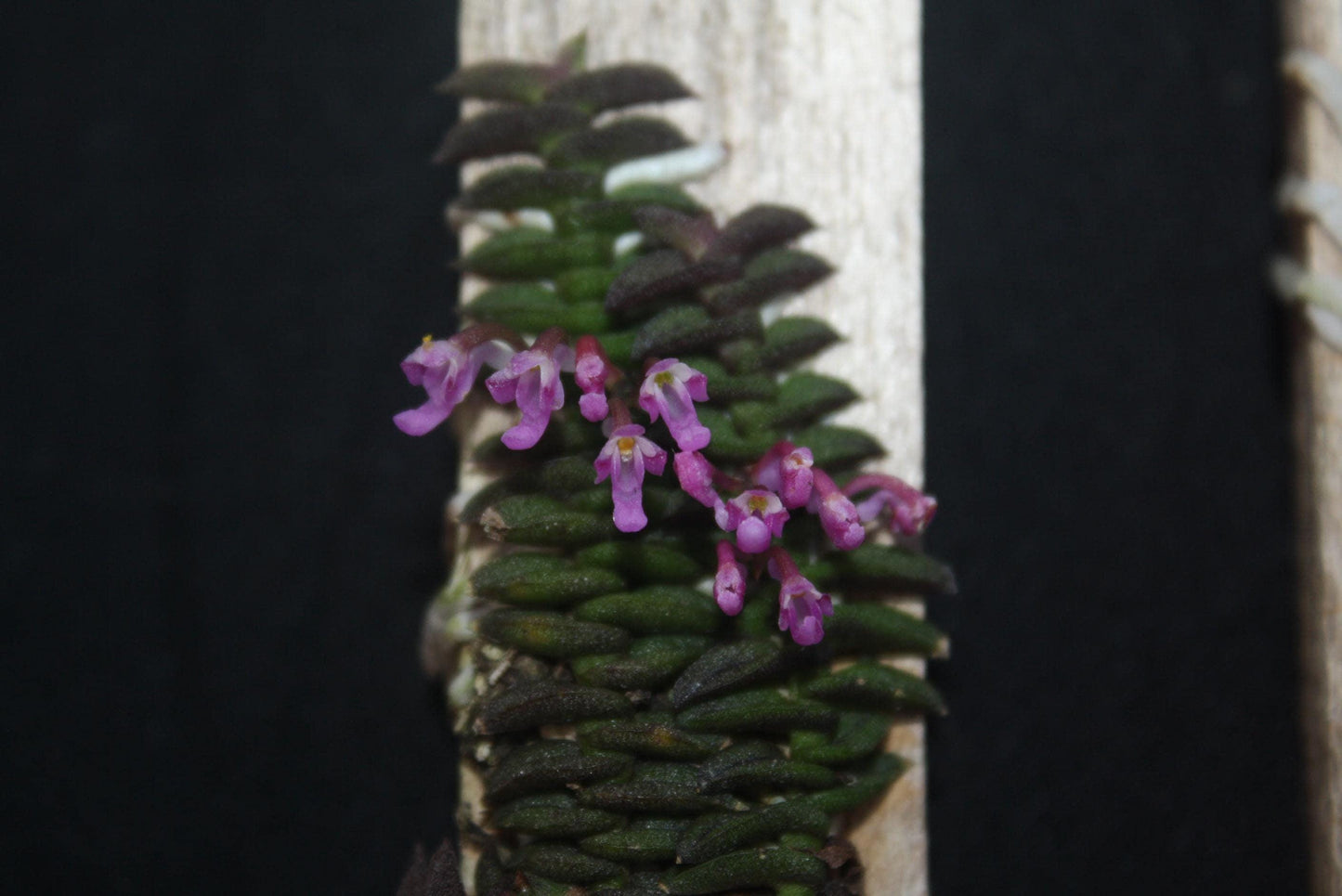 Schoenorchis scolopendria Orchid Plant - Mini Orchid Collection