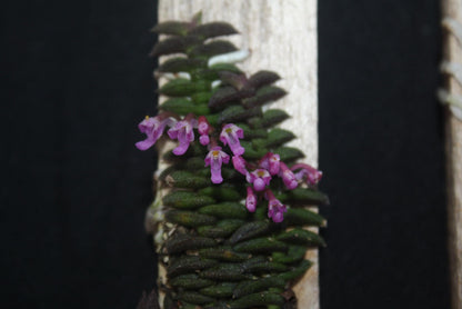Schoenorchis scolopendria Orchid Plant - Mini Orchid Collection