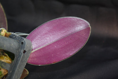 orchid Bulbophyllum sigaldiae (rare orchid) 1 plant bloom size